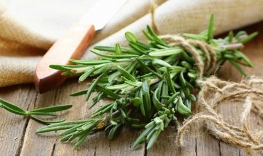 Καλύτερες επιδόσεις στα διαγωνίσματα με έλαιο δενδρολίβανου