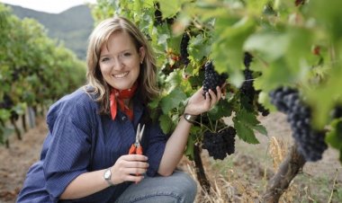 Μέχρι τις 30-11-2017 οι  δηλώσεις συγκομιδής οινοστάφυλων και η αίτηση για ενίσχυση αμπελώνων (VQPRD)