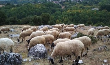 «Εμφάνιση κρουσμάτων ευλογιάς»