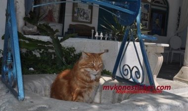 Δημοσιεύθηκε η ΚΥΑ με τους όρους χρηματοδότησης των δήμων για τη λειτουργία καταφυγίων αδέσποτων ζώων