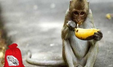 Η μαϊμού, η μπανάνα και το διαμάντι!!