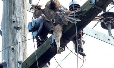 Οι αετοί πεθαίνουν… στα ηλεκτροφόρα καλώδια - Ακόμα ένας νεαρός Σπιζαετός πέφτει θύμα ηλεκτροπληξίας