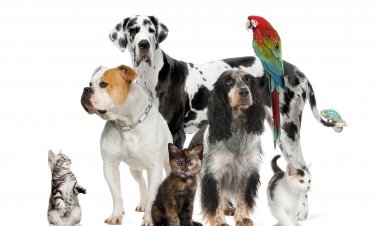 Ηλεκτρονικό “Μητρώο Φιλοζωικών Σωματείων και Ενώσεων”, με σκοπό την καταγραφή τους, σε μία ενιαία ανοικτή βάση [Έγγραφο]