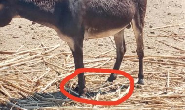 Επιστολή προς Αστυνομικό Τμήμα Μυκόνου και Εισαγγελία: Έλεγχος για κακοποίηση γαϊδουριού στη Μύκονο