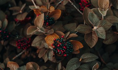 Autumnal Equinox - Φθινοπωρινή ισημερία: Ξεκινά και επίσημα την Τρίτη 22/9 το φθινόπωρο!!