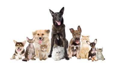 Stray Animals: 18 εκατομμύρια επιπλέον χρηματοδότηση στους Δήμους με για τα Αδέσποτα [Έγγραφο]