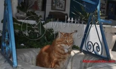 Translate cat’s miaow: «Έξυπνη» εφαρμογή μεταφράζει τα νιαουρίσματα των γατών με τη βοήθεια της τεχνητής νοημοσύνης