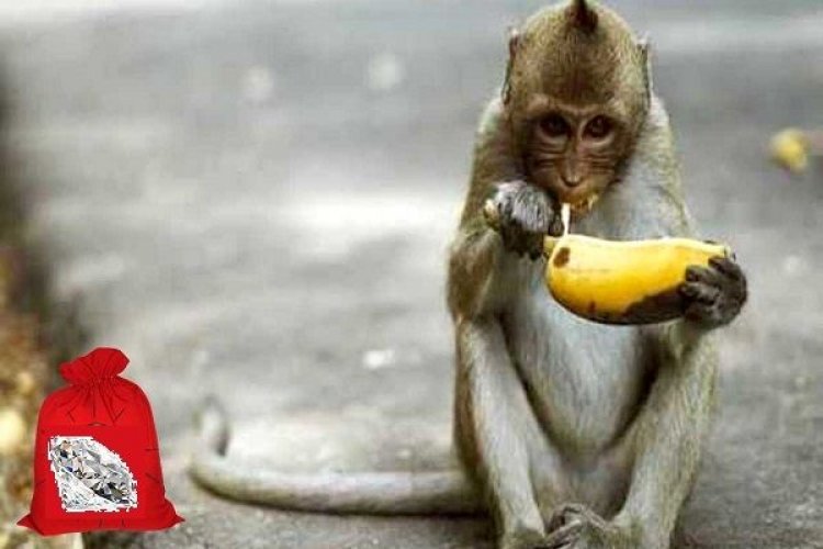 Η μαϊμού, η μπανάνα και το διαμάντι!!