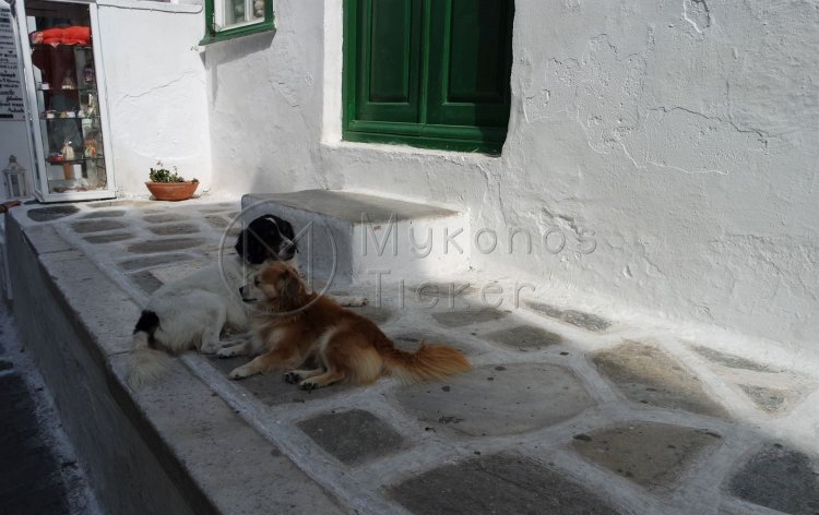 Χρηματοδότηση Δήμων για αδέσποτα ζώα συντροφιάς περιλαμβάνοντας την περισυλλογή, ηλεκτρονική σήμανση, καταγραφή, στείρωση, εμβολιασμό (ΦΕΚ)