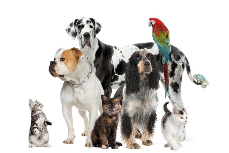 Μύκονος: Εκλογές της Φιλοζωικής στις 29 Σεπτεμβρίου 2019