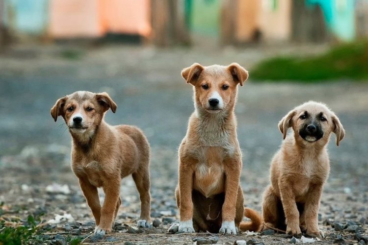 Επιχορήγηση 244 Δήμων αποκλειστικά για αγορά τροφής και φαρμάκων σε αδέσποτα!! 3000 euro στην Μύκονο!!