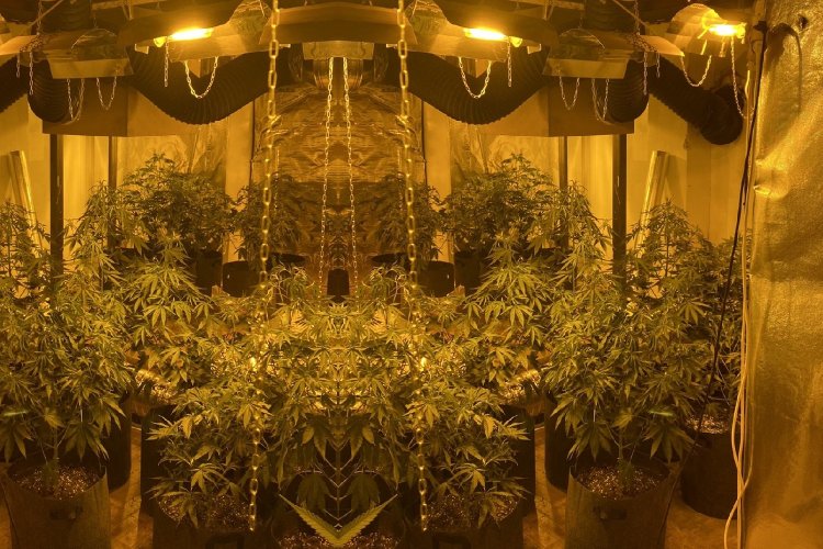 Mykonos Arrest: Αυτόφωρη σύλληψη αλλοδαπού-μέλους κυκλώματος για καλλιέργεια δενδρυλλίων κάνναβης, με συνέργεια του Λιμεναρχείου Μυκόνου [Pics+Video]