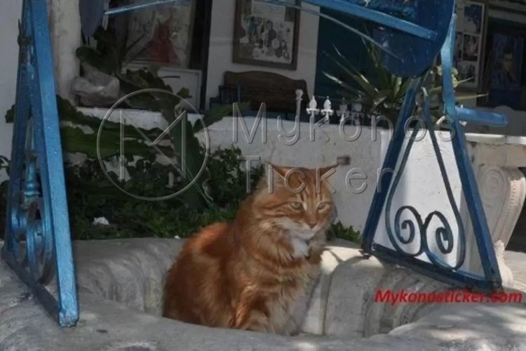 Translate cat’s miaow: «Έξυπνη» εφαρμογή μεταφράζει τα νιαουρίσματα των γατών με τη βοήθεια της τεχνητής νοημοσύνης