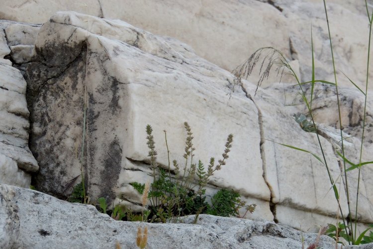 Μαρία Σταυρακοπούλου: Micromeria Athenae Acropolitana!! Το λουλούδι που εξακολουθεί να ταξιδεύει μέσα στον χρόνο και την ιστορία!!