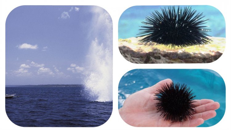 Μαρία Σταυρακοπούλου:  ΜΕΣΟΓΕΙΟΣ, ένα «καζάνι που βράζει» ! Η πιο υπεραλιευμένη θάλασσα