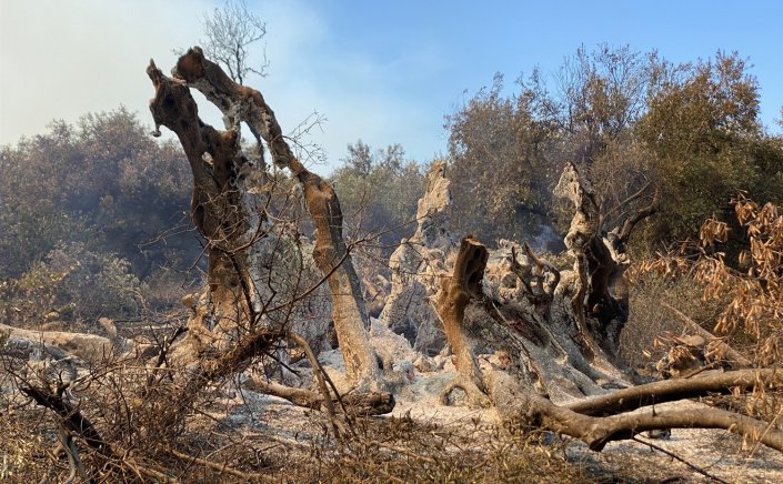 Fires in Evia: Κάρβουνο η ελιά 2.500 χρόνων που είχε περιγράψει στην αρχαιότητα ο Στράβωνας