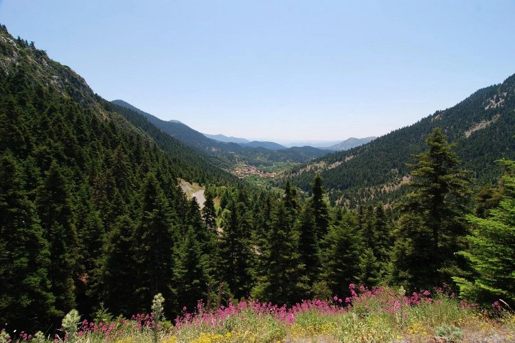 Fires in Greece: ΠΝΠ για απαγόρευση μετακίνησης σε δάση, εθνικούς δρυμούς και περιοχές Natura σε ισχύ μέχρι τη Δευτέρα