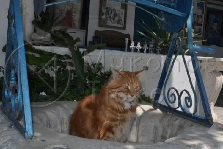 Domestic Animals: Κατατέθηκε το Νομοσχέδιο για τα ζώα συντροφιάς [Έγγραφο]