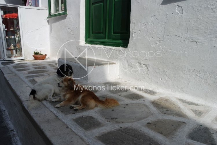 Domestic Animals: Τσουχτερά πρόστιμα για Βασανισμό και Θανάτωση, στο Νομοσχέδιο για ζώα συντροφιάς [Έγγραφο]