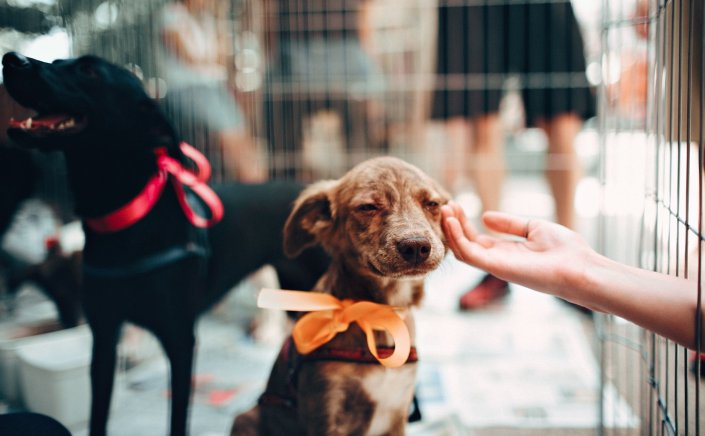 Animal Care and Control: Με κωδικούς Taxisnet το βιβλιάριο και η δήλωση απώλειας ή εύρεσης κατοικίδιου, μέσω gov.gr οι υιοθεσίες [ΦΕΚ]