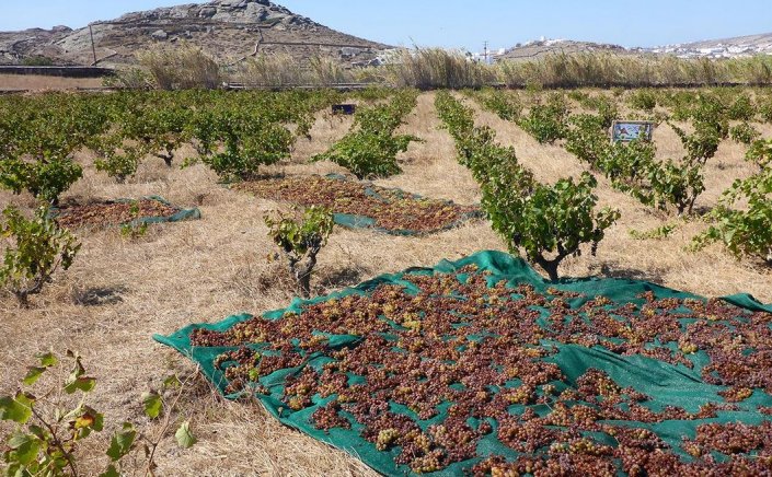 Aegean Islands wine trails: Τήνος, Μύκονος, Πάρος και Σαντορίνη ιδανικοί προορισμοί για οινοτουρισμό