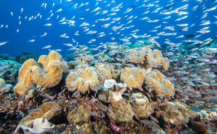 World Environment Day : Βοηθήστε τους ωκεανούς μέσα από την τέχνη