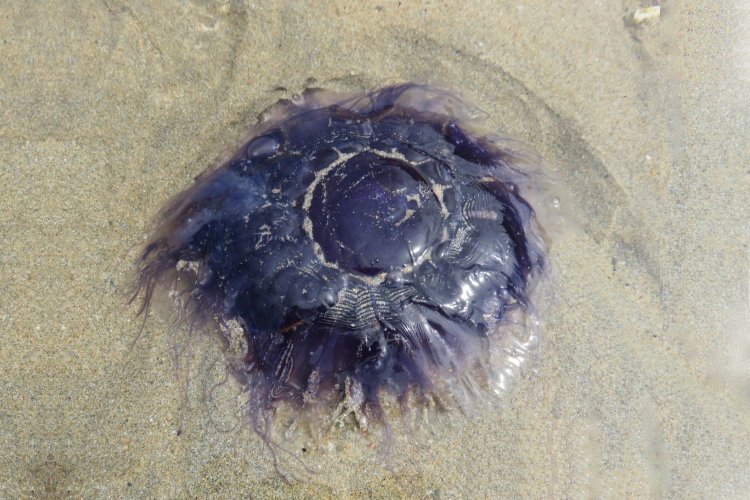 Rhizostoma pulmo: Μετά τις μωβ μέδουσες έρχονται οι... γαλάζιες!! Φτάνουν στις Ελληνικές ακτές - Τι εκτιμούν οι ειδικοί!!