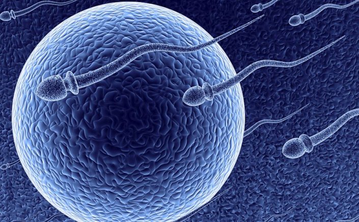 Human Fertilization - Treatments: Επιστήμονες ανακάλυψαν νέα πρωτεΐνη που μπορεί να βελτιώσει τις θεραπείες γονιμότητας