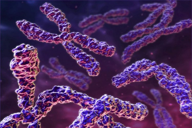 Y chromosome: Το αρσενικό χρωμόσωμα Y εξαφανίζεται αργά!! Αυτό καθορίζει το φύλο!!