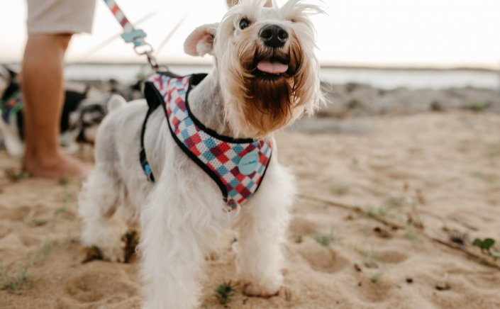 Tips for Dog to the Beach: Τελικά επιτρέπονται οι σκύλοι στη θάλασσα; Τι επιτρέπεται και τι απαγορεύεται σύμφωνα με το νόμο!!