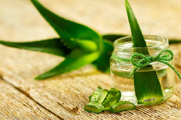 Aloe vera: Είναι επικίνδυνη η Αλόη βέρα; Ποια μορφή της μπορεί να προκαλέσει πρόβλημα!!