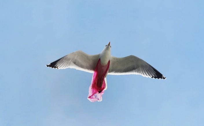 Environmental Pollution: Θλιβερή εικόνα!! Ασημόγλαρος πετά μπλεγμένος με πλαστική σακούλα!!