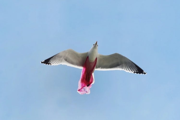 Environmental Pollution: Θλιβερή εικόνα!! Ασημόγλαρος πετά μπλεγμένος με πλαστική σακούλα!!