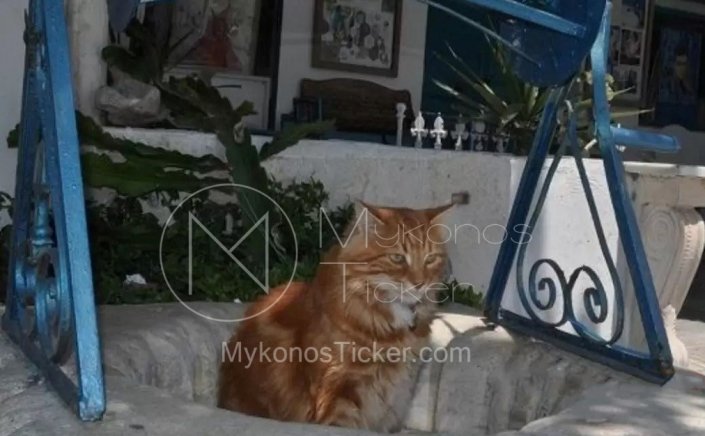Stray Animals: Ενίσχυση 5.000 ευρώ στον Δήμο Μυκόνου, για υλοποίηση δράσεων διαχείρισης αδέσποτων ζώων συντροφιάς [Έγγραφο]