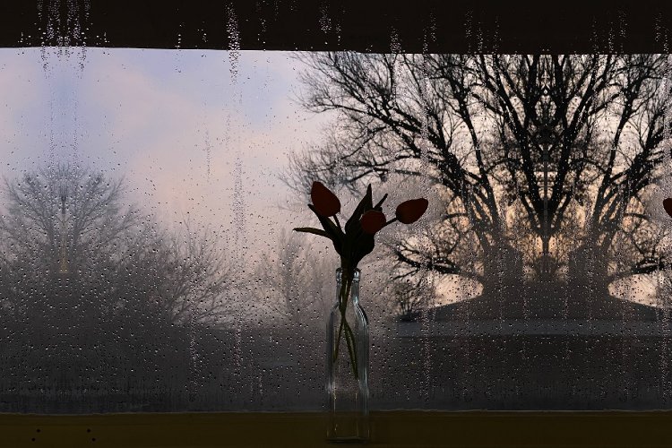 Plants & dehumidifier at home: Αυτά τα φυτά θα αντικαταστήσουν με φυσικό τρόπο τον αφυγραντήρα στο σπίτι σας!!