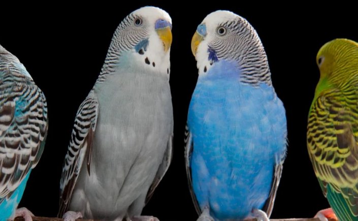 “Polly want a cracker”: Οι παπαγάλοι και οι άνθρωποι χρησιμοποιούν παρόμοιους εγκεφαλικούς μηχανισμούς για την παραγωγή σύνθετων ήχων