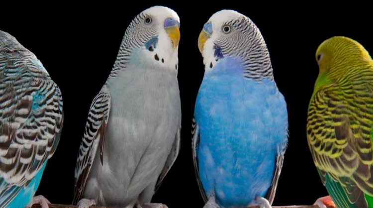 “Polly want a cracker”: Οι παπαγάλοι και οι άνθρωποι χρησιμοποιούν παρόμοιους εγκεφαλικούς μηχανισμούς για την παραγωγή σύνθετων ήχων