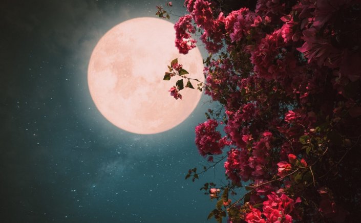 May’s full flower moon: Πανσέληνος Μαΐου, το εντυπωσιακό  «Φεγγάρι των λουλουδιών»!! Συμβολίζει την αναγέννηση της φύσης & σηματοδοτεί την κορύφωση της ανθοφορίας!!