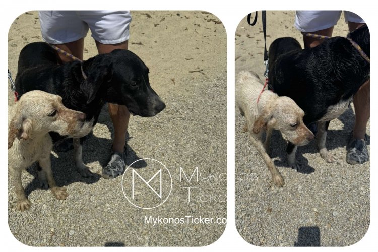 Mykonos Coast Quard: Επιχείρηση διάσωσης δύο σκύλων από τον Λιμενάρχη Μυκόνου στην παραλία Καλό Λιβάδι