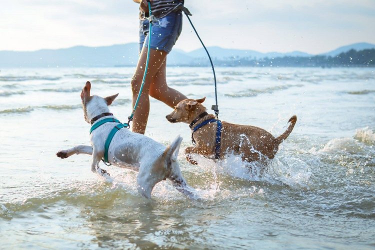 Dogs on beaches: Σκύλος στην παραλία!! Τι προβλέπει ο νόμος - Οι αυστηρές απαγορεύσεις που πρέπει να ξέρεις [ΦΕΚ]