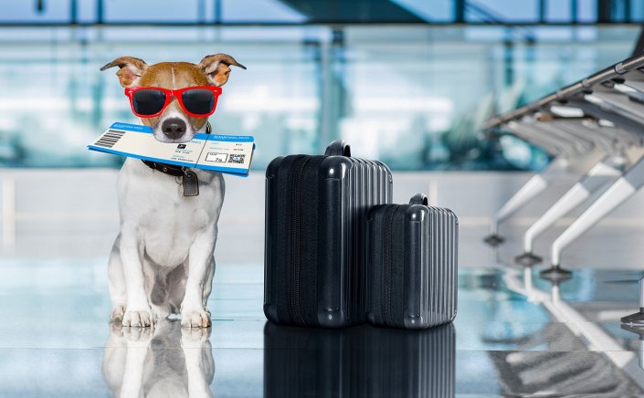 EU Pet Passport Rules: Χωρίς «διαβατήριο» δεν θα ταξιδεύουν τα κατοικίδια στην ΕΕ από 22 Απριλίου!!