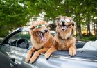 Pet Regulation Framework: Τι ισχύει για τα κατοικίδια σε παραλίες, δημόσιους χώρους, καφετέριες, εστίαση & ταξίδια
