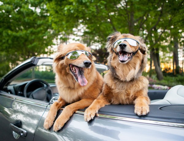 Pet Regulation Framework: Τι ισχύει για τα κατοικίδια σε παραλίες, δημόσιους χώρους, καφετέριες, εστίαση & ταξίδια