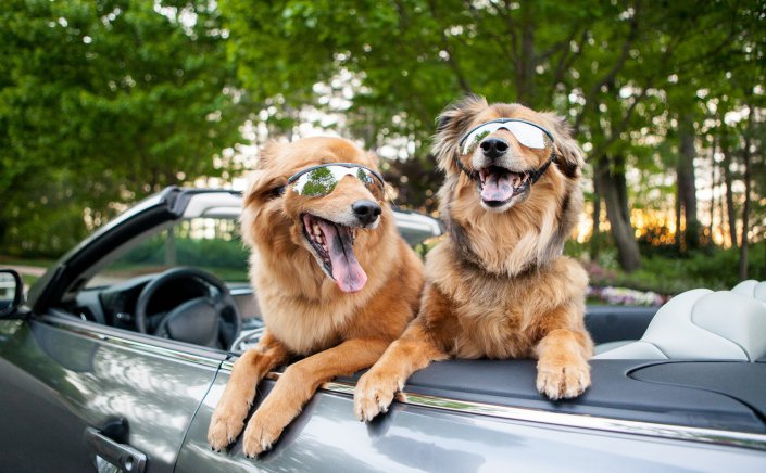 Pet Regulation Framework: Τι ισχύει για τα κατοικίδια σε παραλίες, δημόσιους χώρους, καφετέριες, εστίαση & ταξίδια